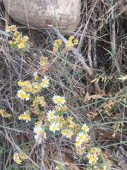 Thymophylla concinna