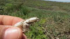 Upogebia pugettensis