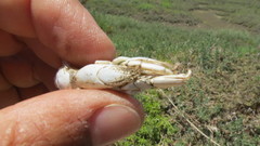 Upogebia pugettensis