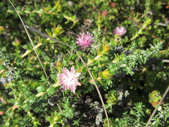 Diastella divaricata