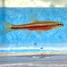 Northern Redbelly Dace - Photo (c) Dwight Baker, some rights reserved (CC BY-NC), uploaded by Dwight Baker