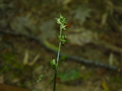 Carex rosea