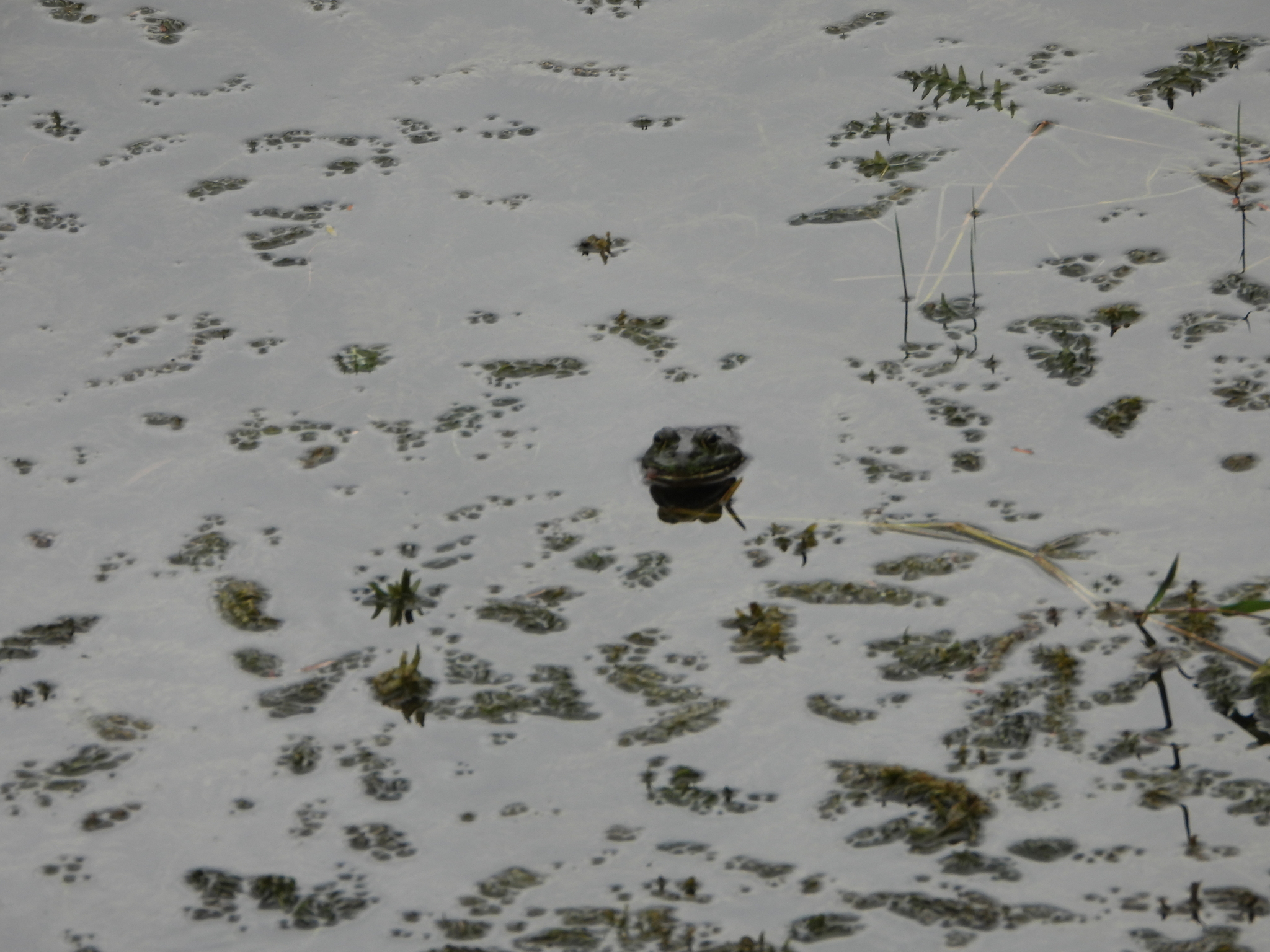 Lithobates image