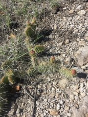 Opuntia polyacantha erinacea