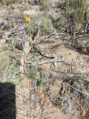 Tetraneuris argentea