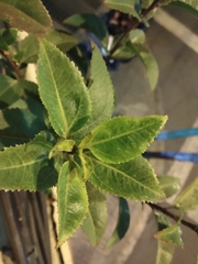 Baccharis latifolia