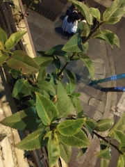 Baccharis latifolia