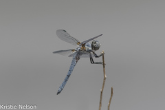 Libellula composita
