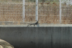 Ctenosaura pectinata