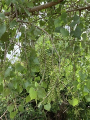Populus fremontii