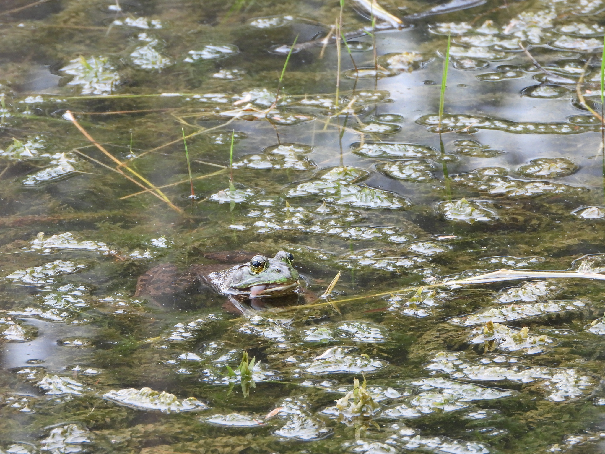 Lithobates catesbeianus image