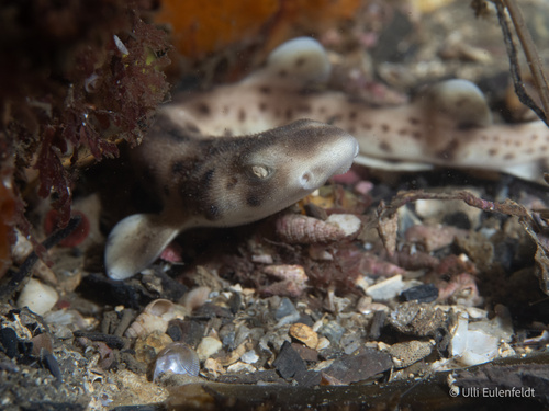 Orange spotted catshrak (Asymbolus rubiginosus) — Scyliorhinidae — 2