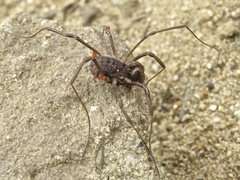Protolophus