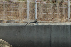 Ctenosaura pectinata