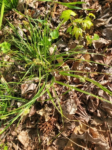 Image of Carex cephalophora by (c) Alex Zorach, some rights reserved (CC BY)