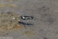 Cicindela willistoni echo