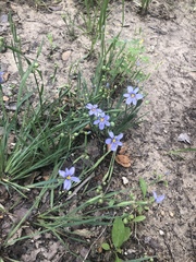 Sisyrinchium pruinosum