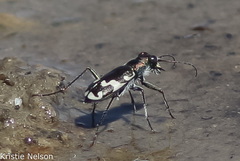 Cicindela willistoni echo