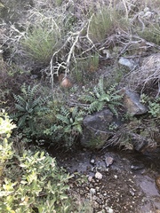 Cirsium fontinale obispoense