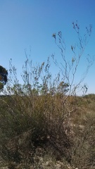 Leucadendron thymifolium