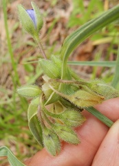 Tradescantia occidentalis