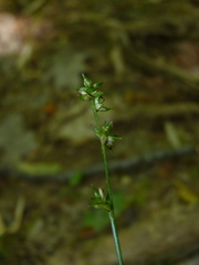 Carex rosea