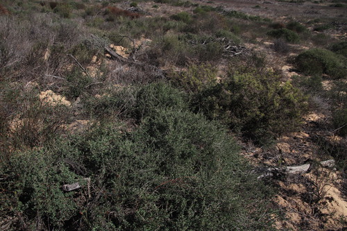 Roepera sessilifolia (Roepera sessilifolia)