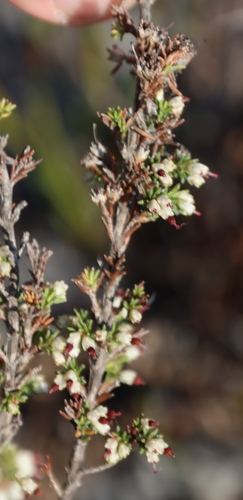 Image of Erica lasciva by (c) Tony Rebelo, some rights reserved (CC BY-SA)