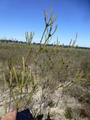 Leucadendron thymifolium