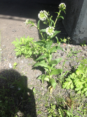 Capsella bursa-pastoris