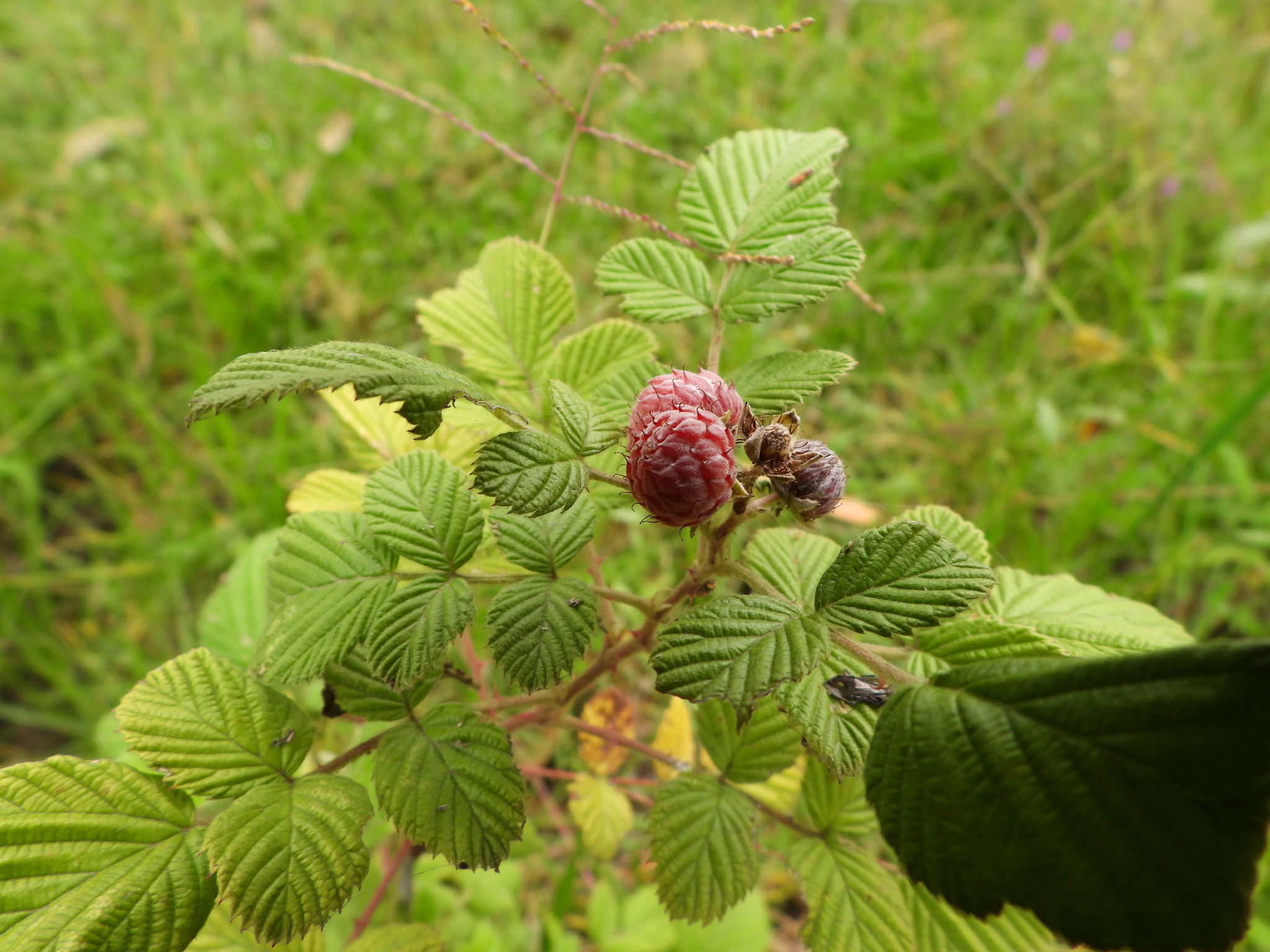 Rubus niveus image