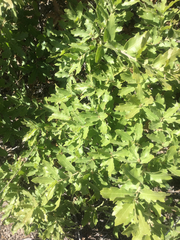 Quercus × undulata