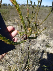 Leucadendron thymifolium