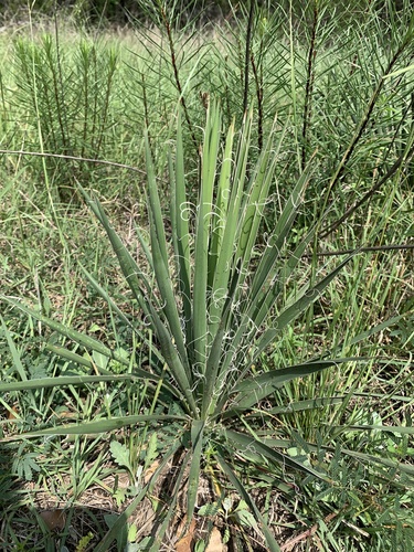Yucca constricta