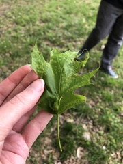 Melikaiella tumifica