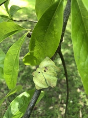 Callirhytis quercusventricosa