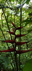 Heliconia tortuosa image