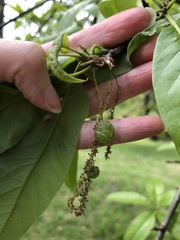 Dryocosmus quercuspalustris