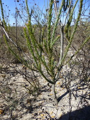 Leucadendron thymifolium