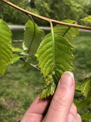 Neuroterus quercusirregularis