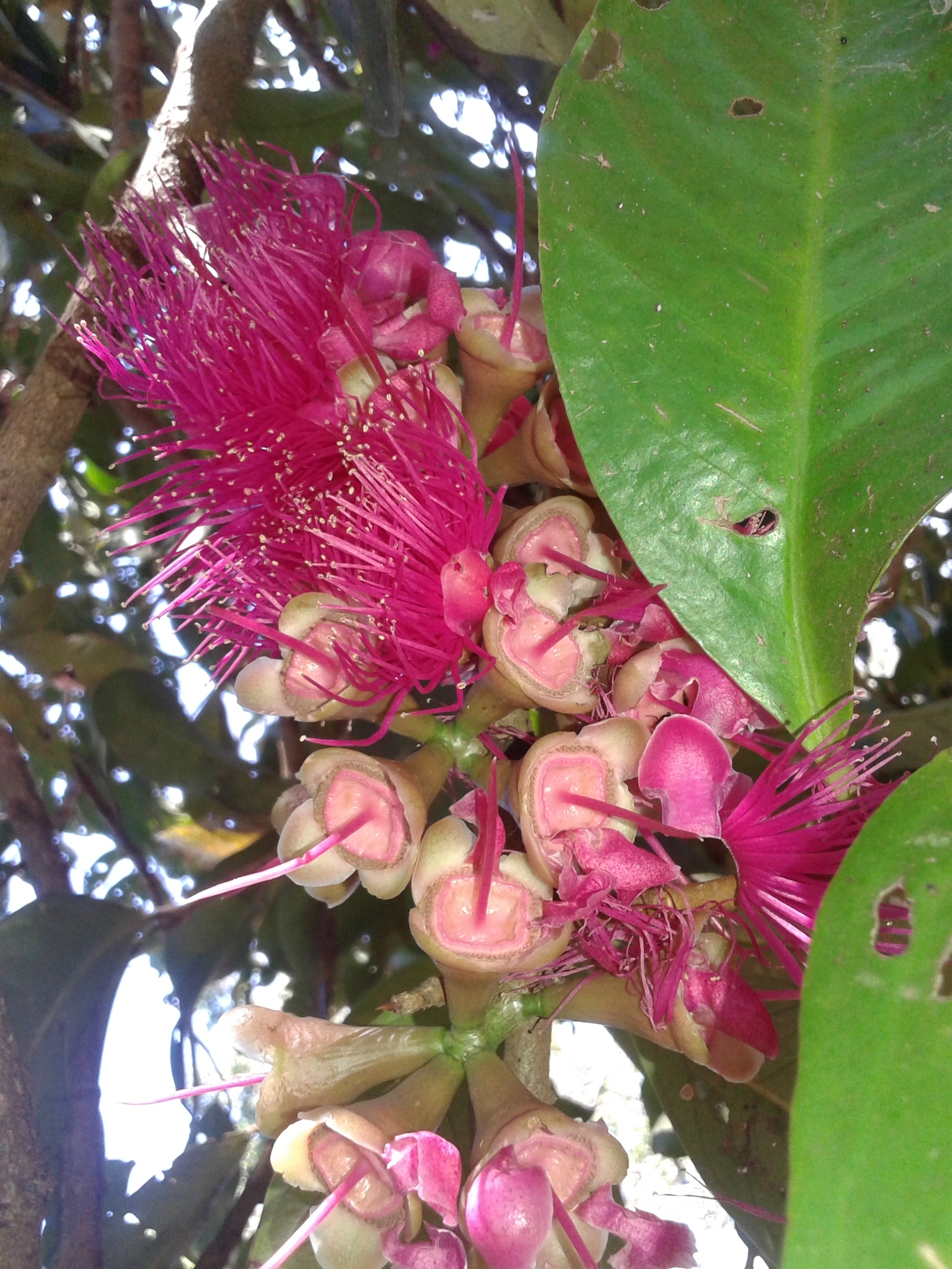Syzygium malaccense