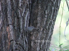Thryomanes bewickii
