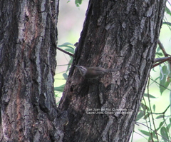 Thryomanes bewickii