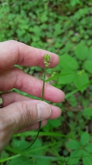 Carex cephalophora