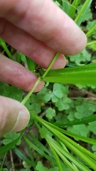 Carex cephalophora