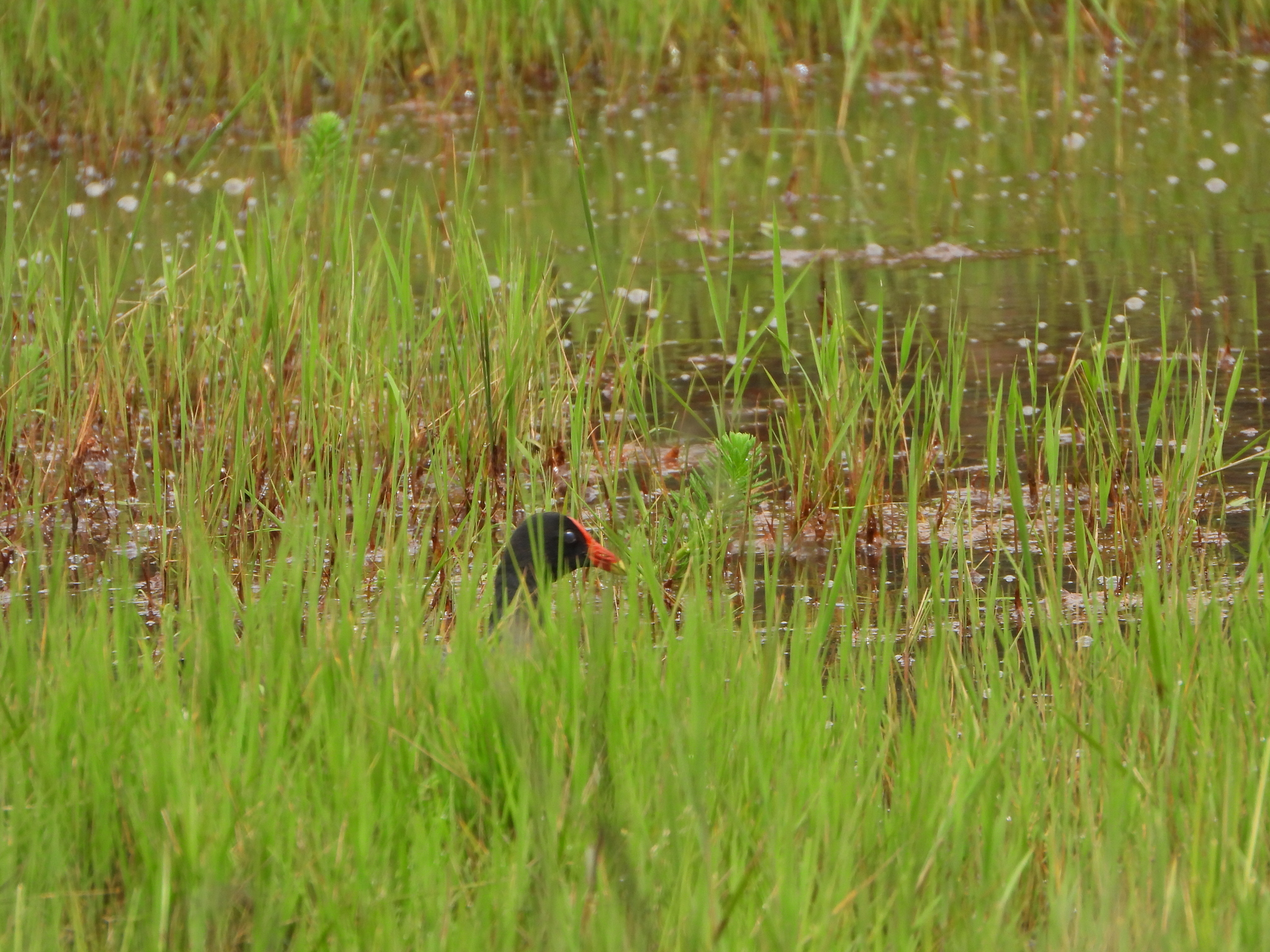 Gallinula chloropus image