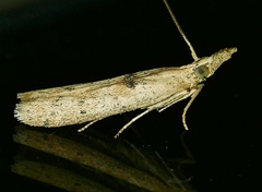 Macrorrhinia endonephele