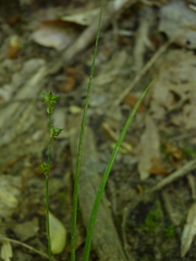 Carex rosea