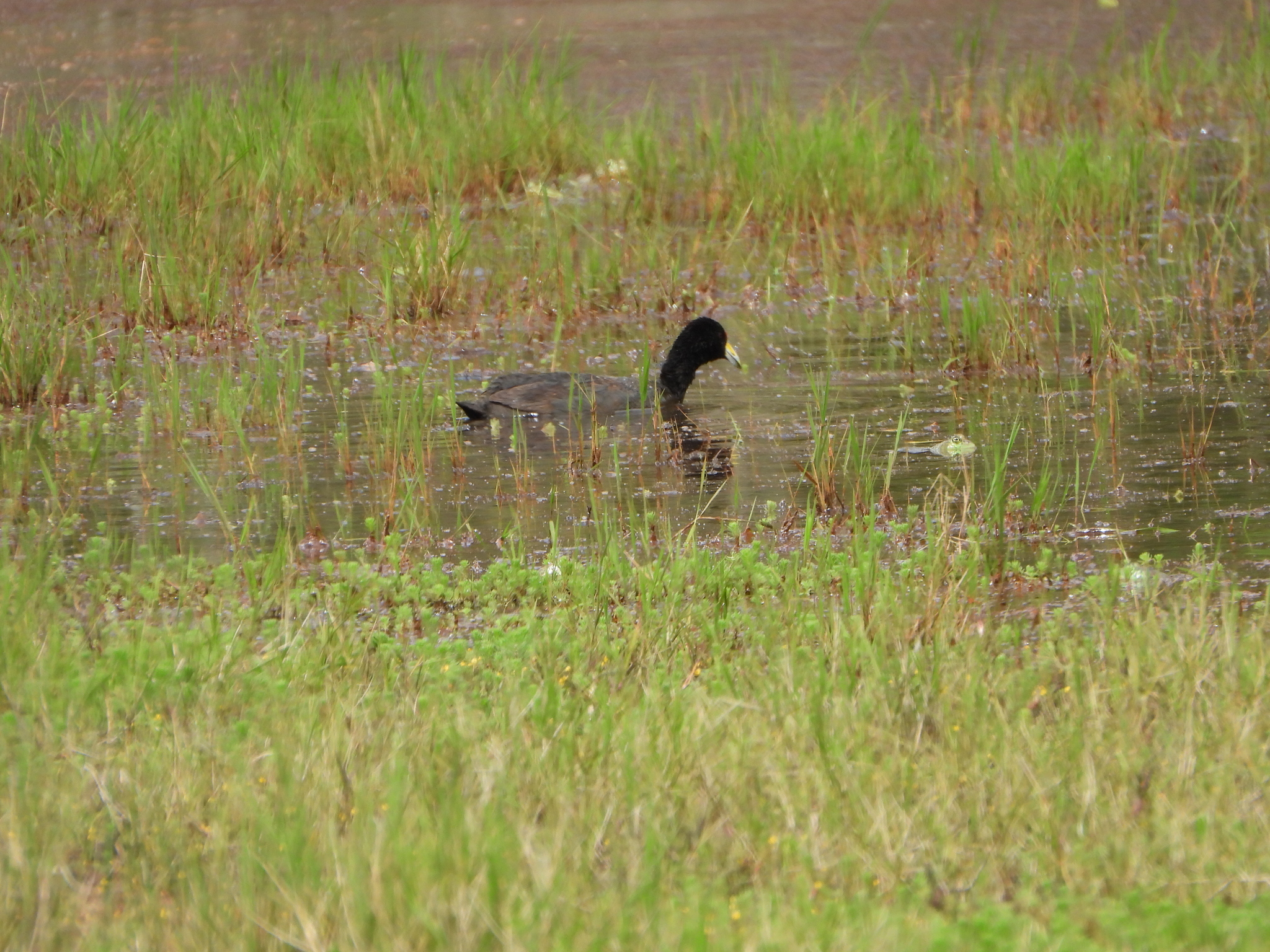 Fulica image