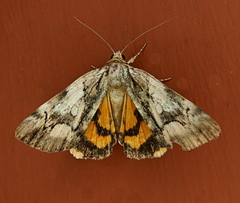 Catocala pretiosa